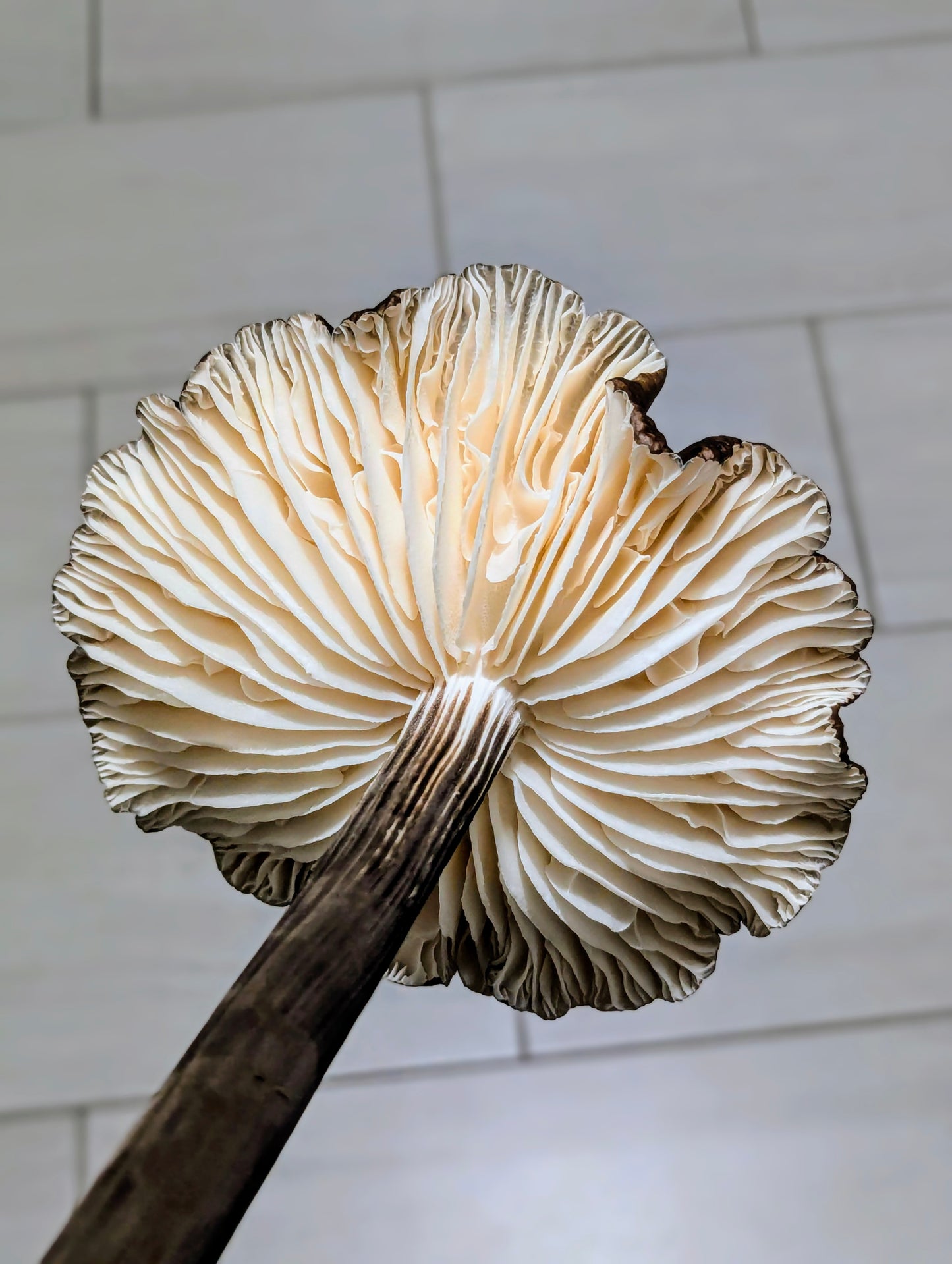 Black Termite Mushroom Oudemansiella raphanipes