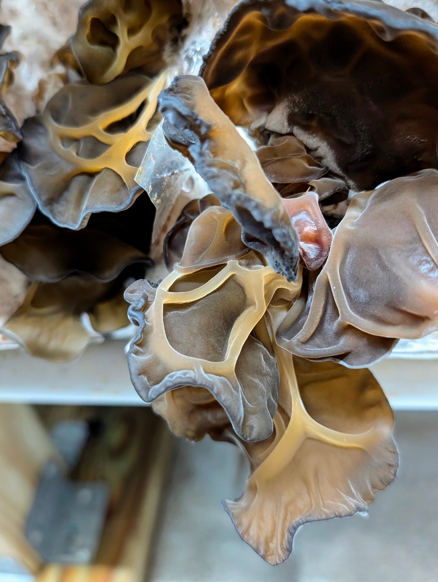 Black Wood Ear C3 Auricularia heimuer sensu lato
