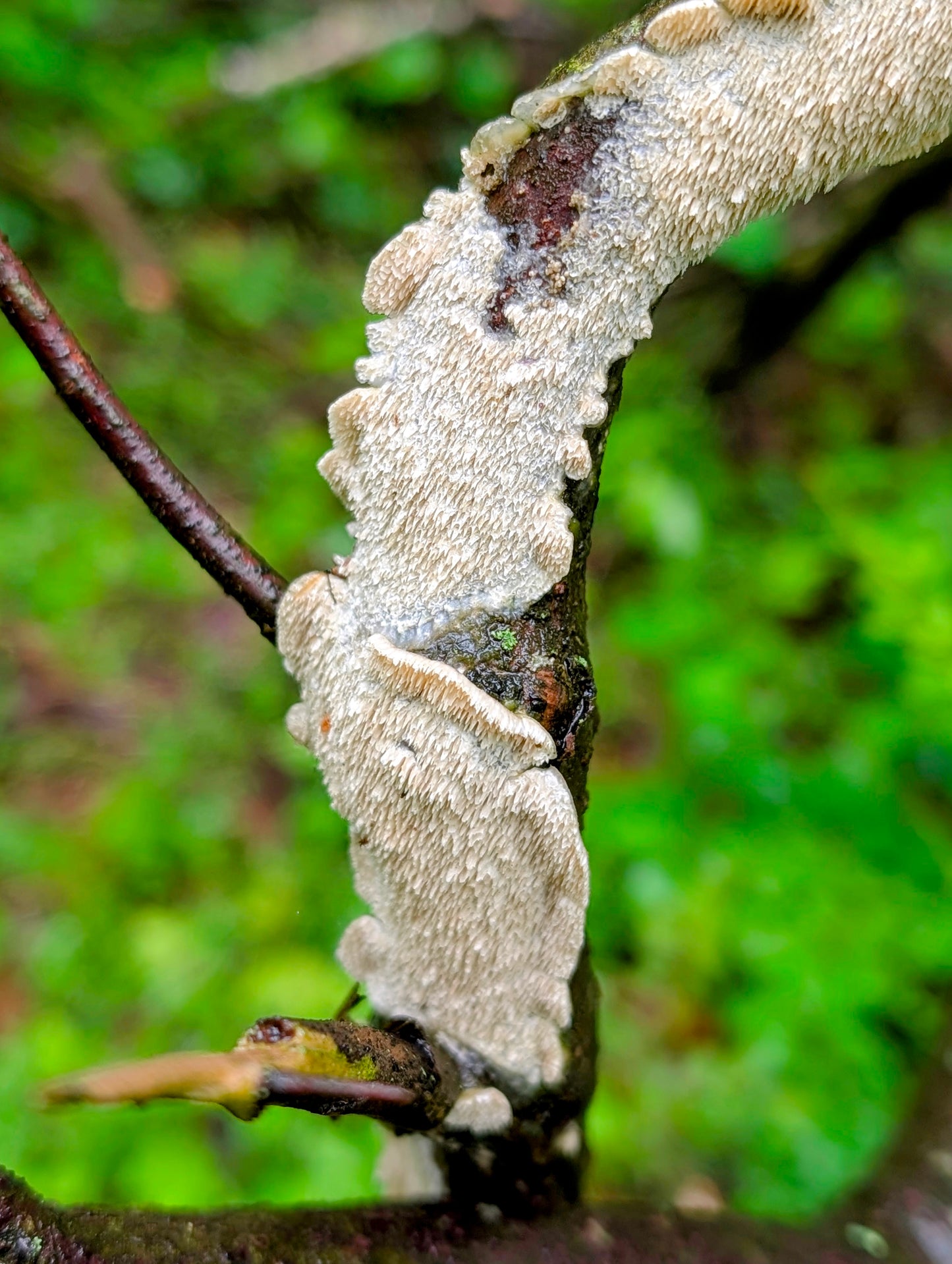 Milk-white Toothed Polypore Irpex lacteus