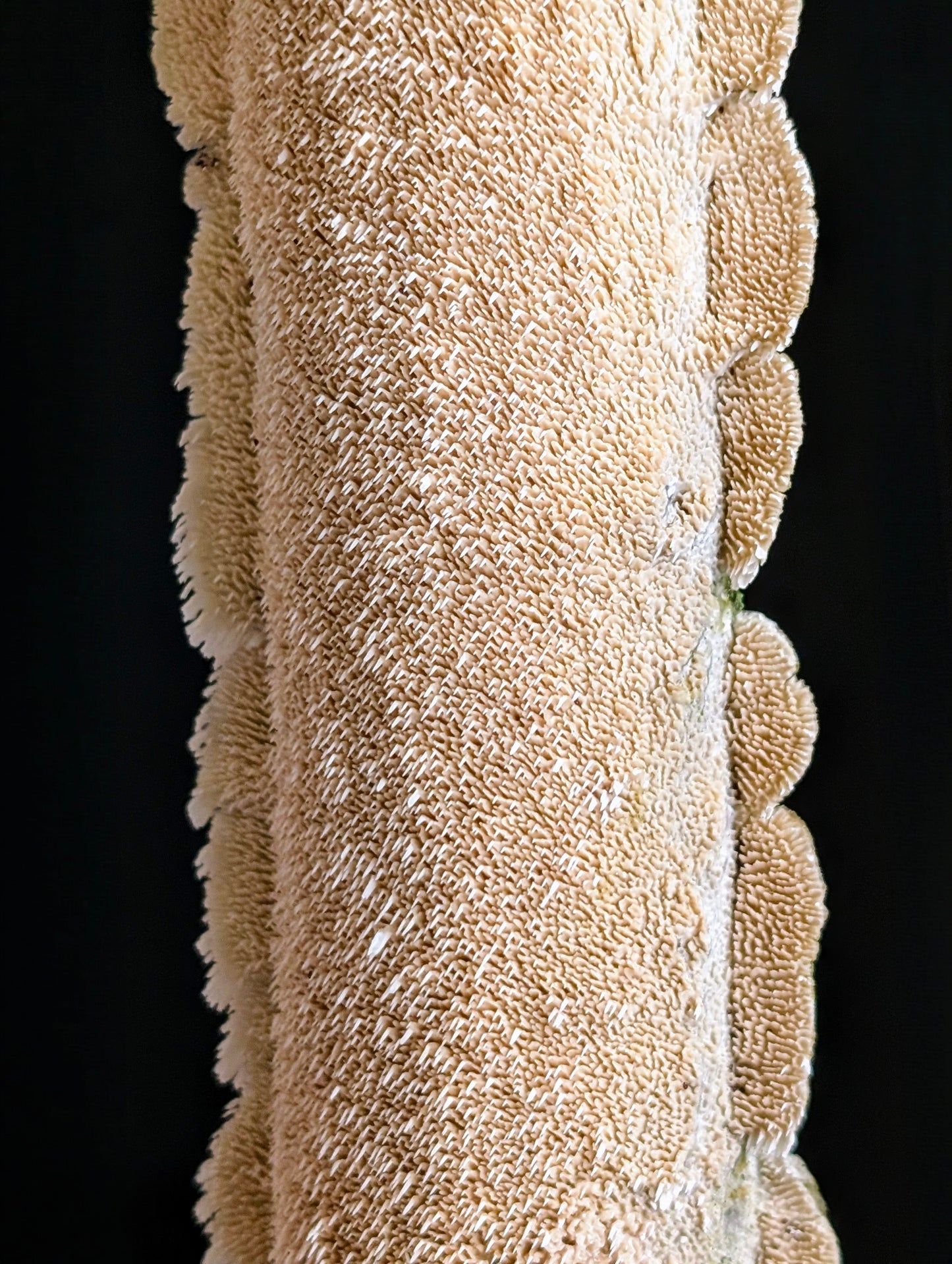 Milk-white Toothed Polypore Irpex lacteus