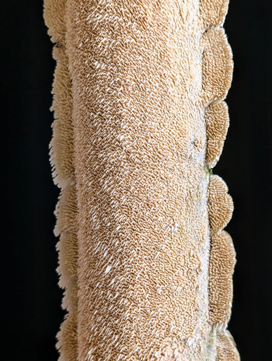 Milk-white Toothed Polypore Irpex lacteus