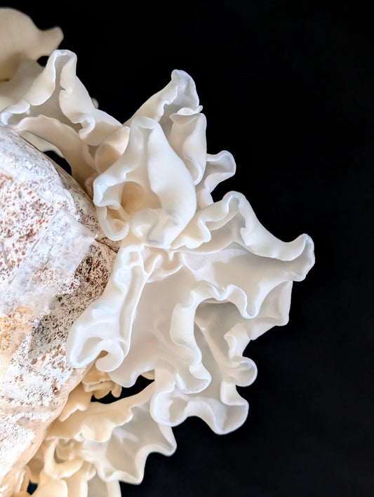 Albino Wood Ear 'White Jade' Auricularia polytricha sensu lato