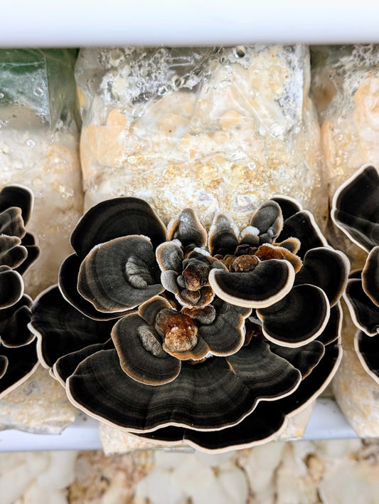 Black Butterfly Turkey Tail Mushroom Trametes versicolor