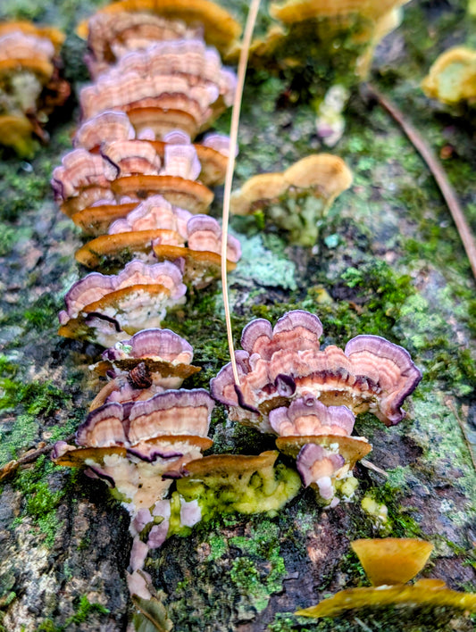 Violet-toothed Polypore Trichaptum biforme