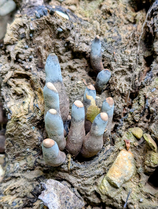 Dead Man's Fingers Xylaria polymorpha
