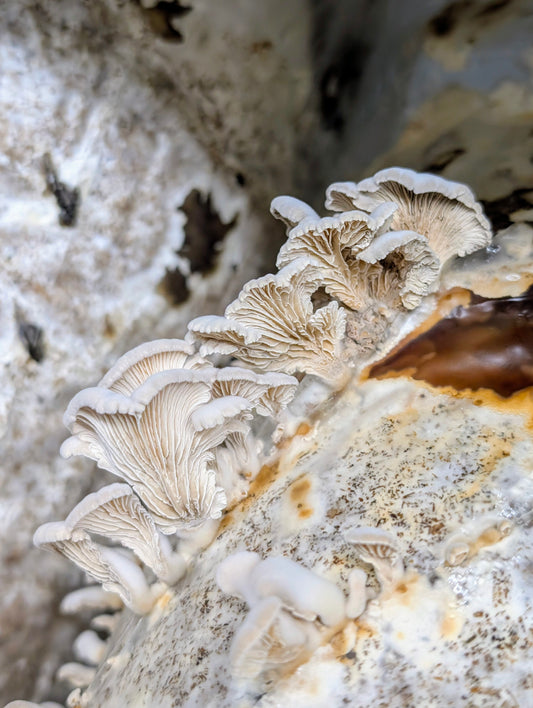 Splitgill Mushroom Schizophyllum commune