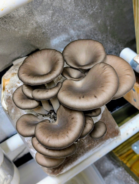 Black Oyster Pleurotus ostreatus LC