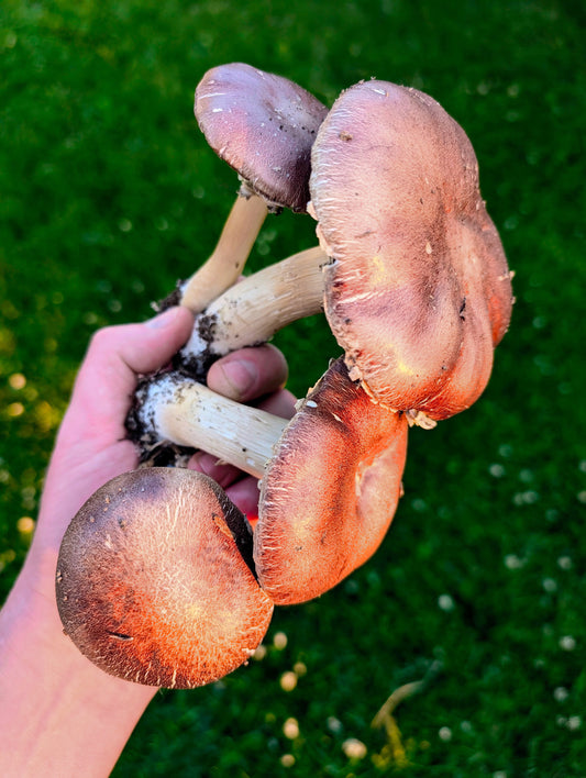Red Wine Cap Mushroom Stropharia rugosoannulata