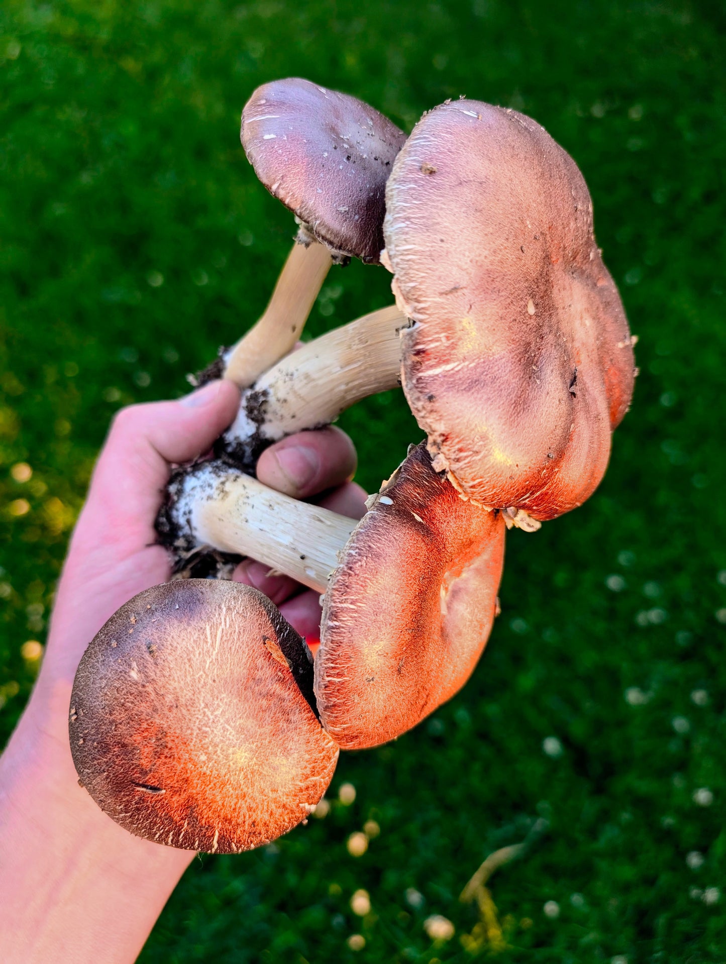 Red Wine Cap Mushroom Outdoor Grow Kit