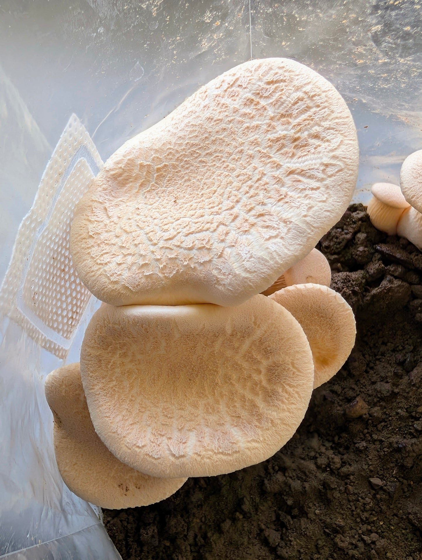Pleurotus eryngii var. elaeoselini