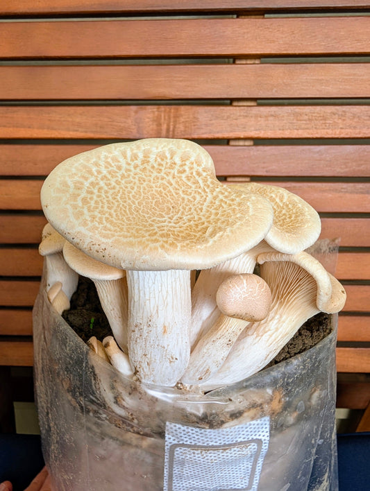Pleurotus eryngii var. elaeoselini