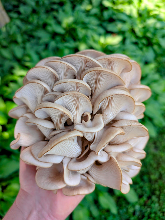 Florida Oyster Pleurotus ostreatus var. florida