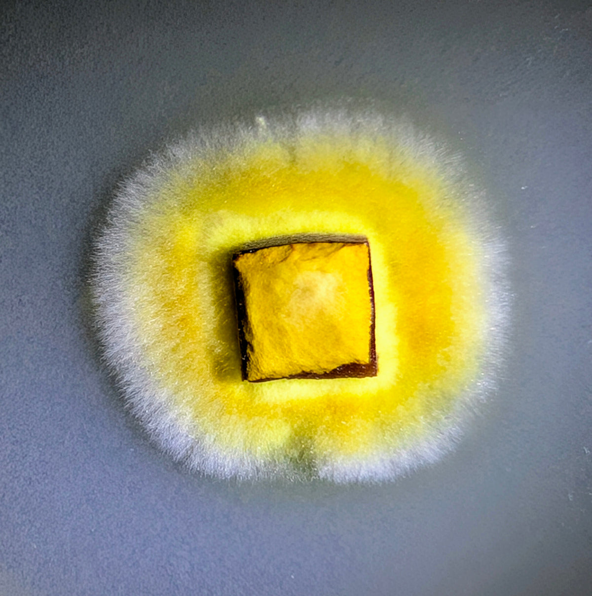 Meshima Meshimakobu Phellinus linteus SLANT