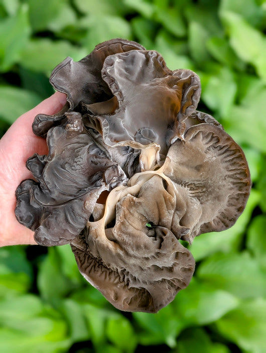 Black Wood Ear C3 Auricularia heimuer sensu lato