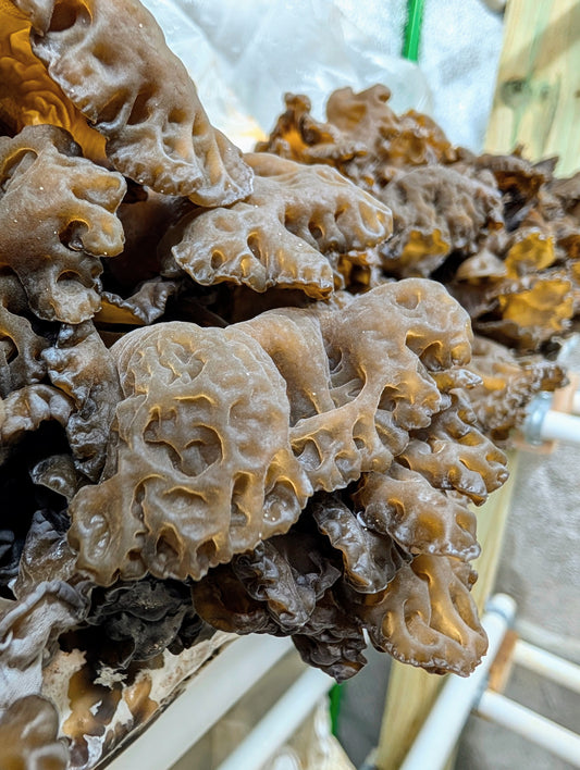 Black Wood Ear SE014 Auricularia heimuer