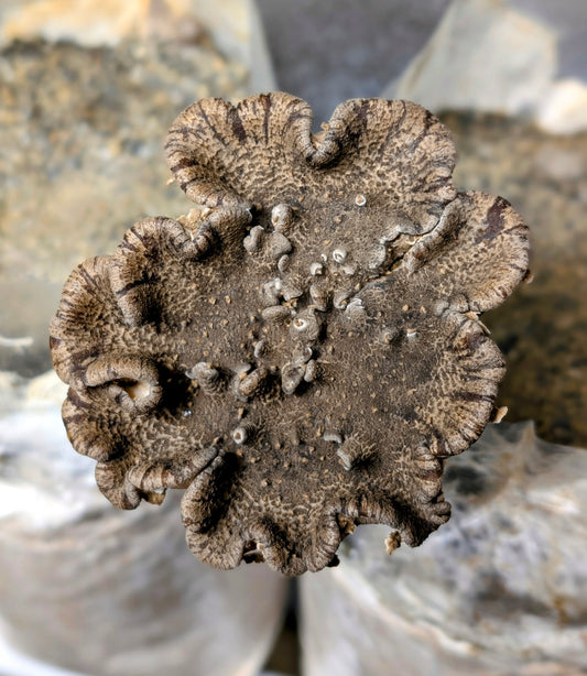 King Tuber Mushroom 3FK Pleurotus tuber-regium
