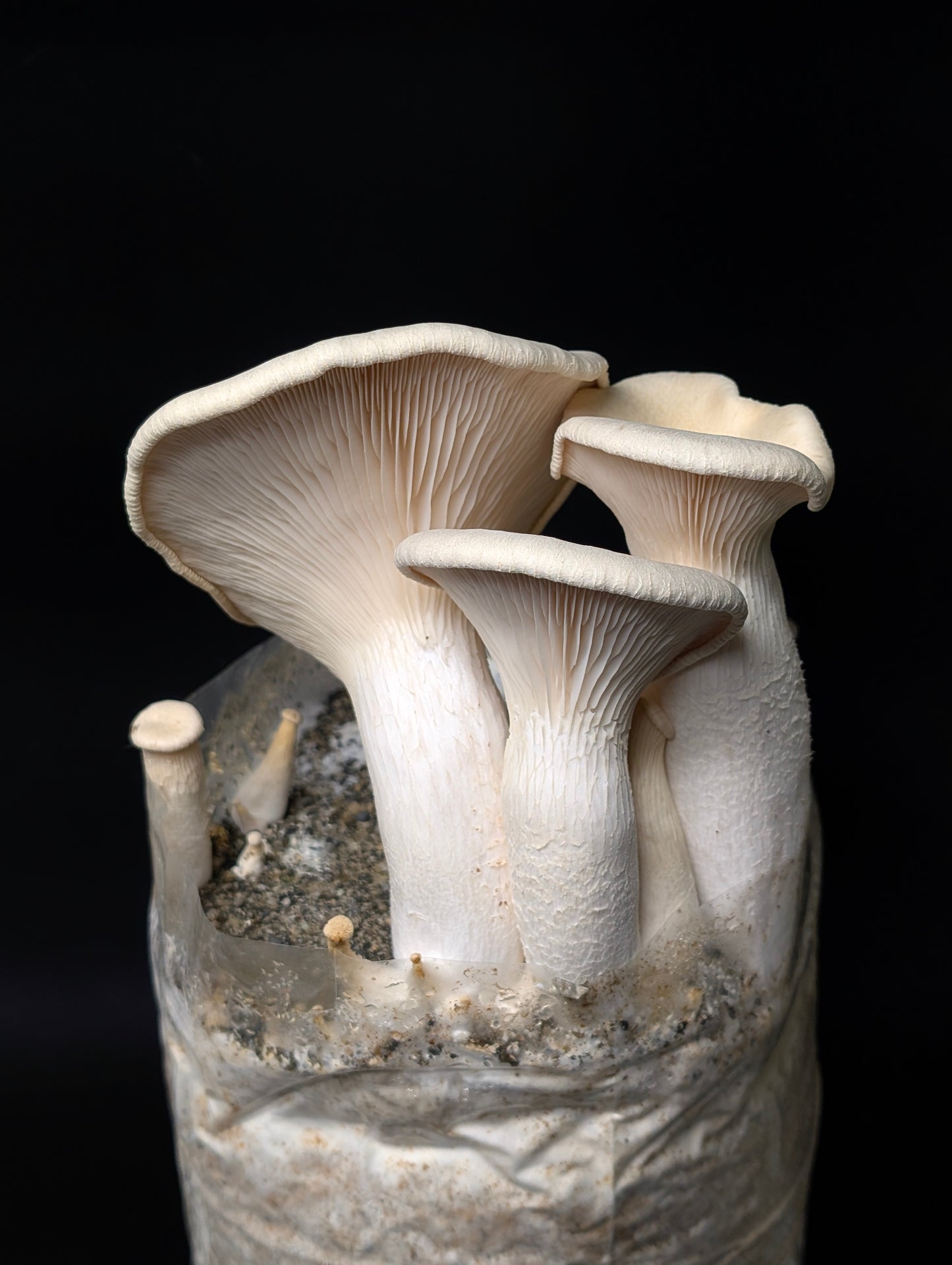Pleurotus eryngii var. elaeoselini