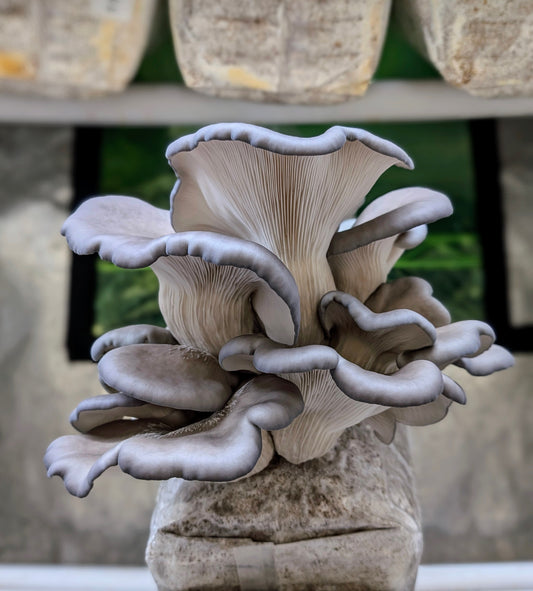 Blue Oyster Mushroom Grow Kit