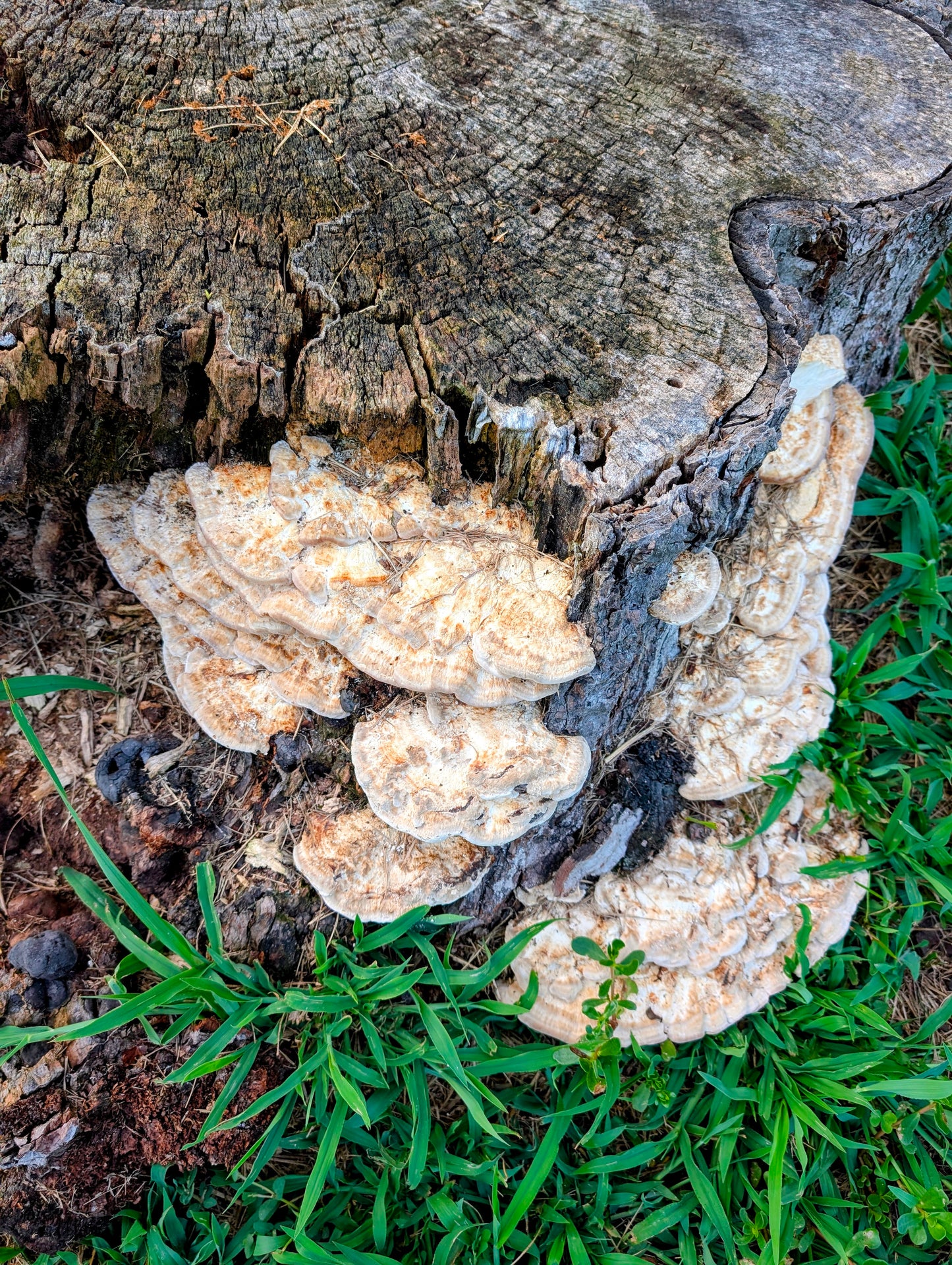 Latte Bracket Trametes lactinea
