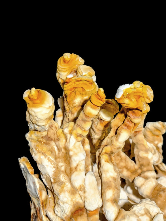 Ganoderma lingzhi Tiger Tail Reishi