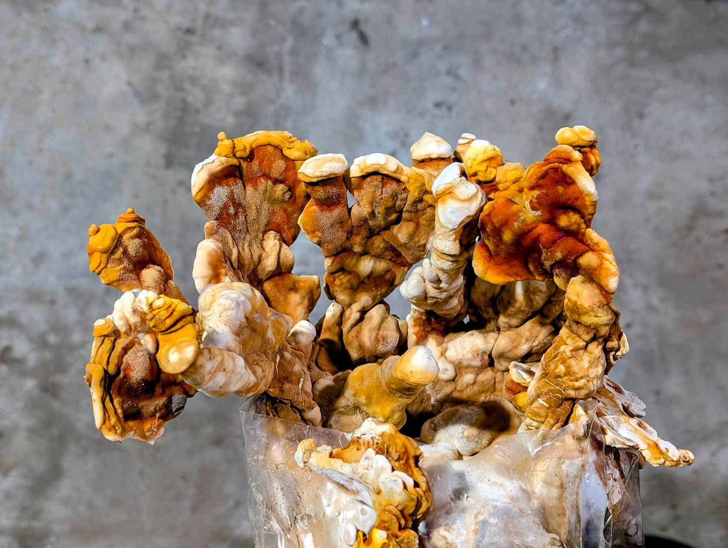 Ganoderma lingzhi Tiger Tail Reishi