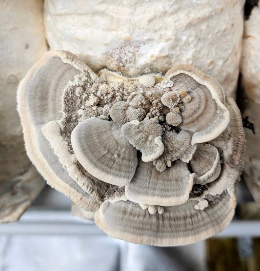 Hairy Bracket Trametes hirsuta