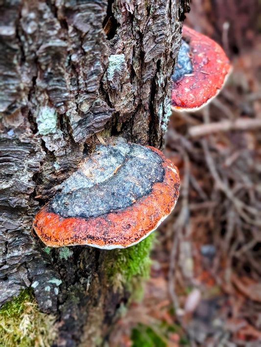 Northern Red Belt Fomitopsis mounceae