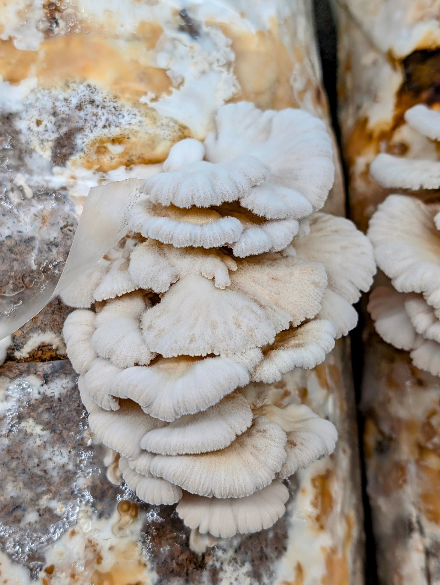 Splitgill Mushroom Strain Ivory - Schizophyllum commune