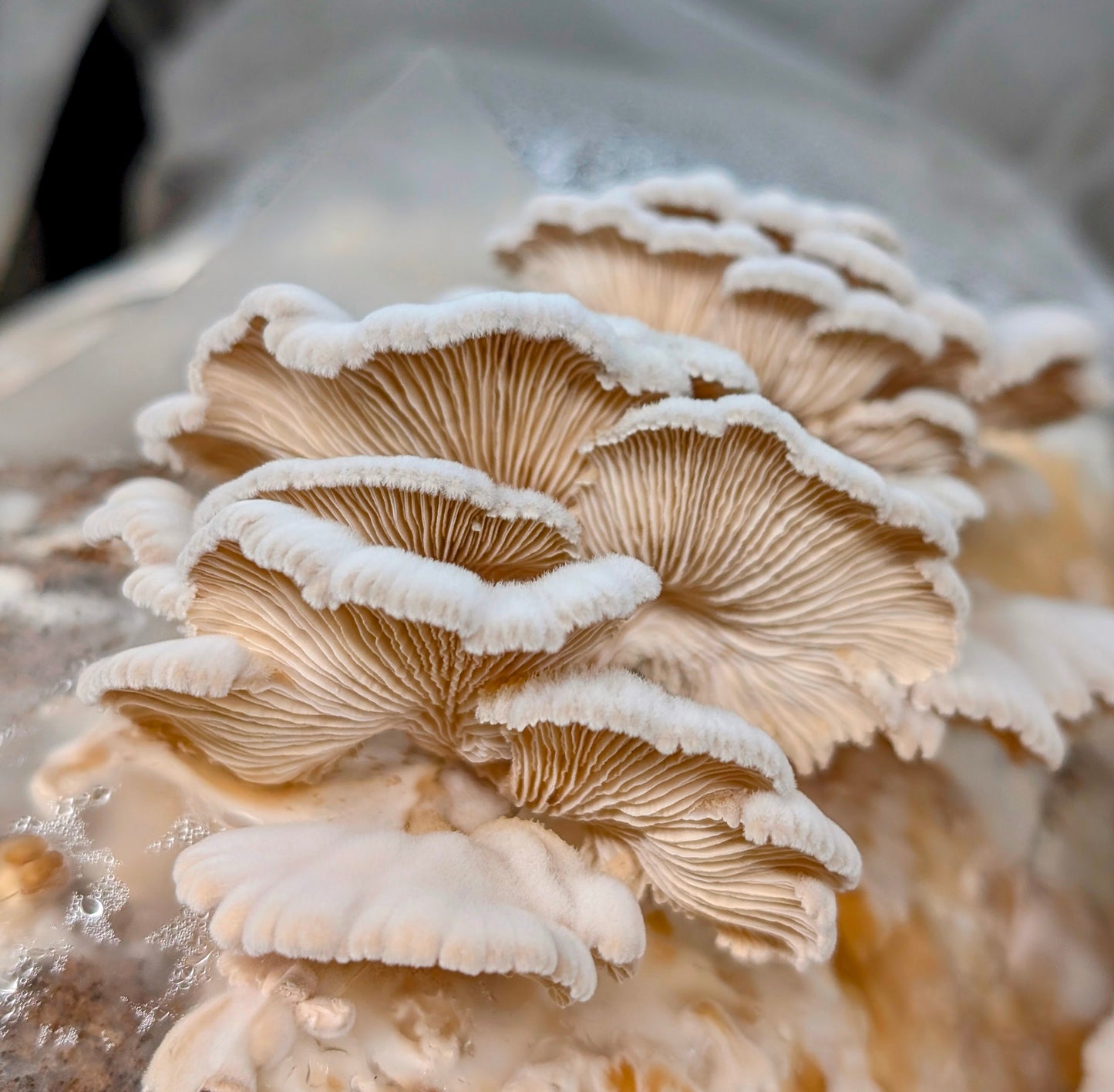 Splitgill Mushroom Strain Ivory - Schizophyllum commune