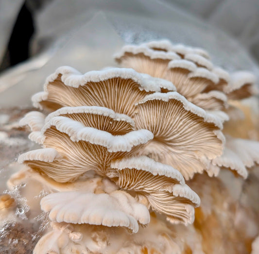 Splitgill Mushroom Strain Ivory - Schizophyllum commune