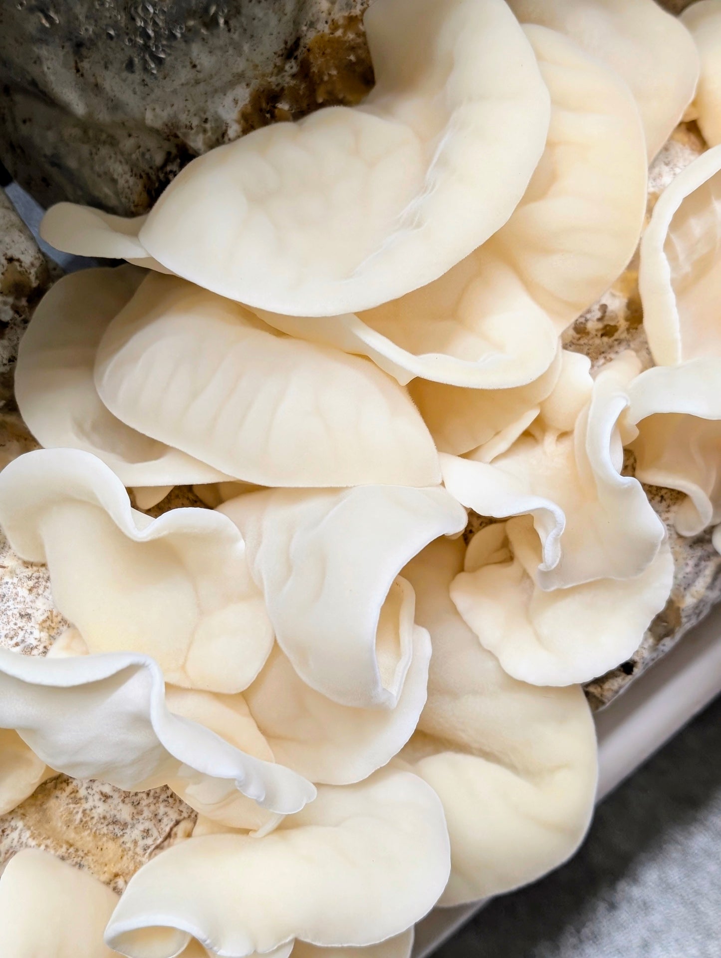 Albino Wood Ear 'White Jade' Auricularia polytricha