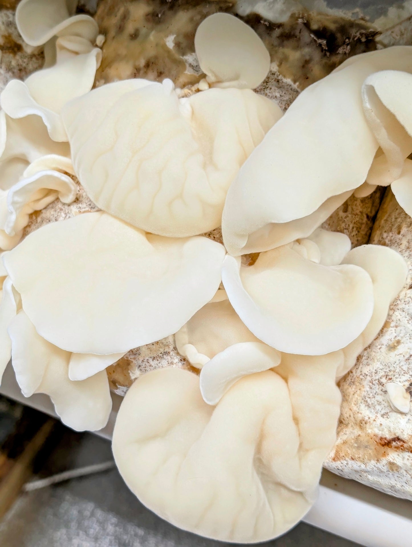 Albino Wood Ear 'White Jade' Auricularia polytricha