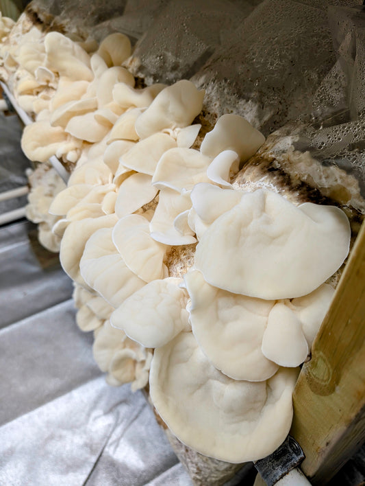 Albino Wood Ear 'White Jade' Auricularia polytricha