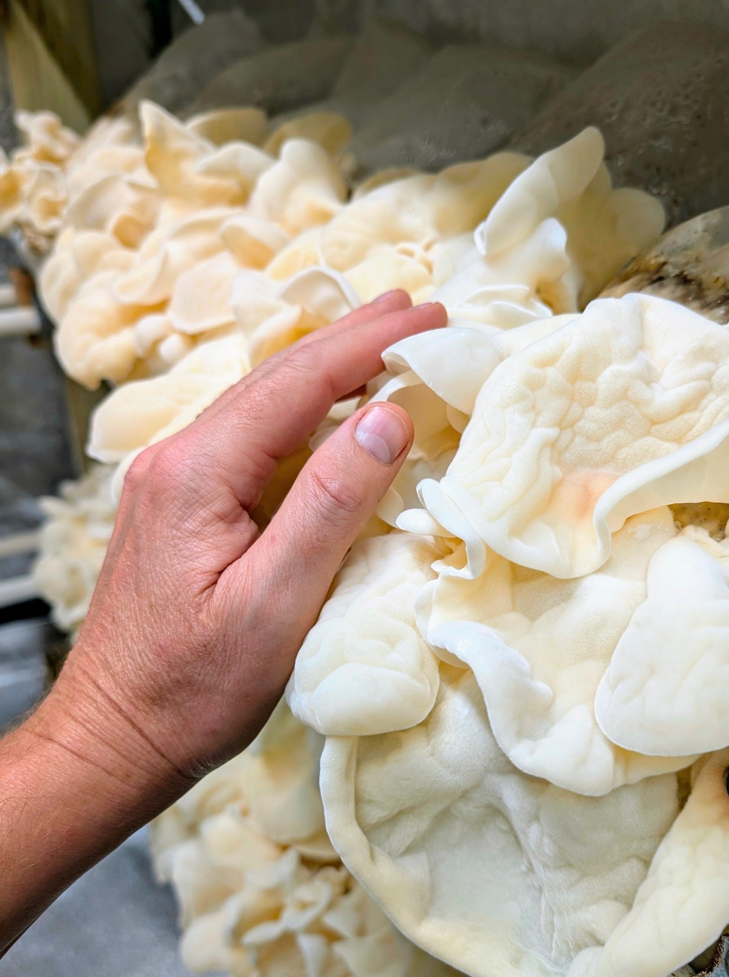 Albino Wood Ear 'White Jade' Auricularia cornea