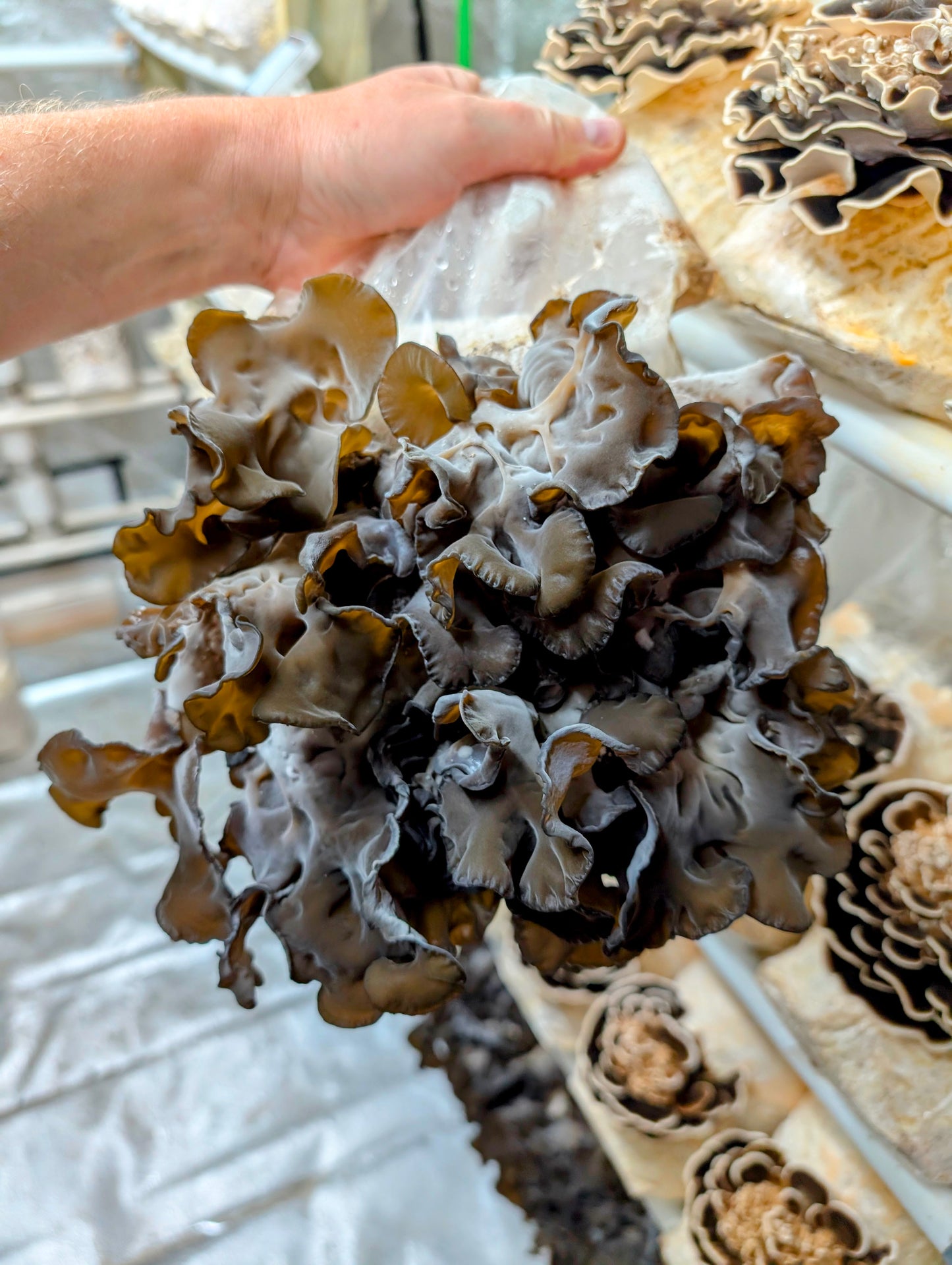 Black Wood Ear C3 Auricularia heimuer sensu lato