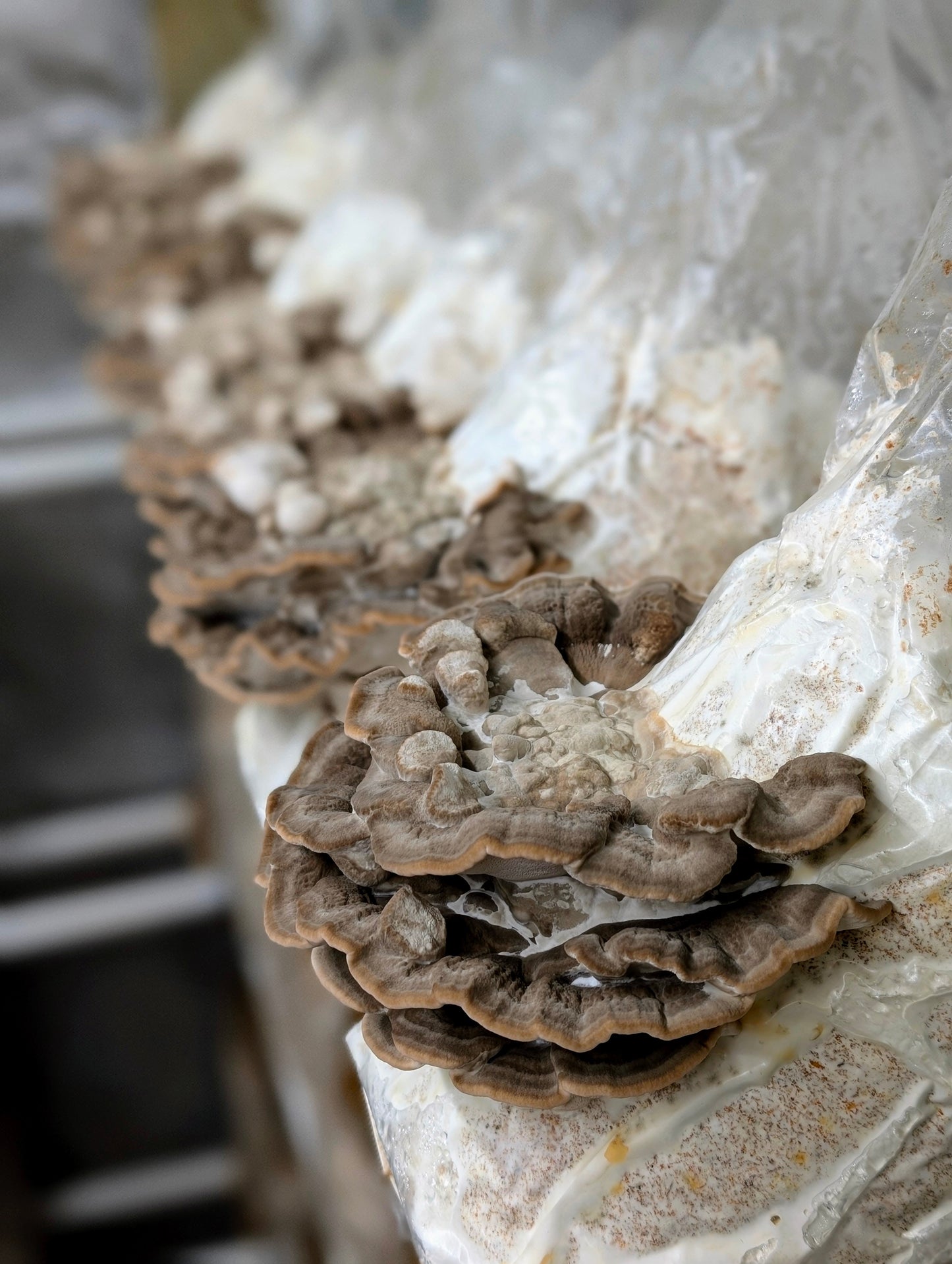 Latte Bracket Trametes lactinea