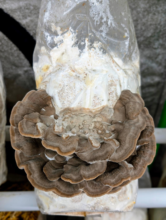 Latte Bracket Trametes lactinea SLANT