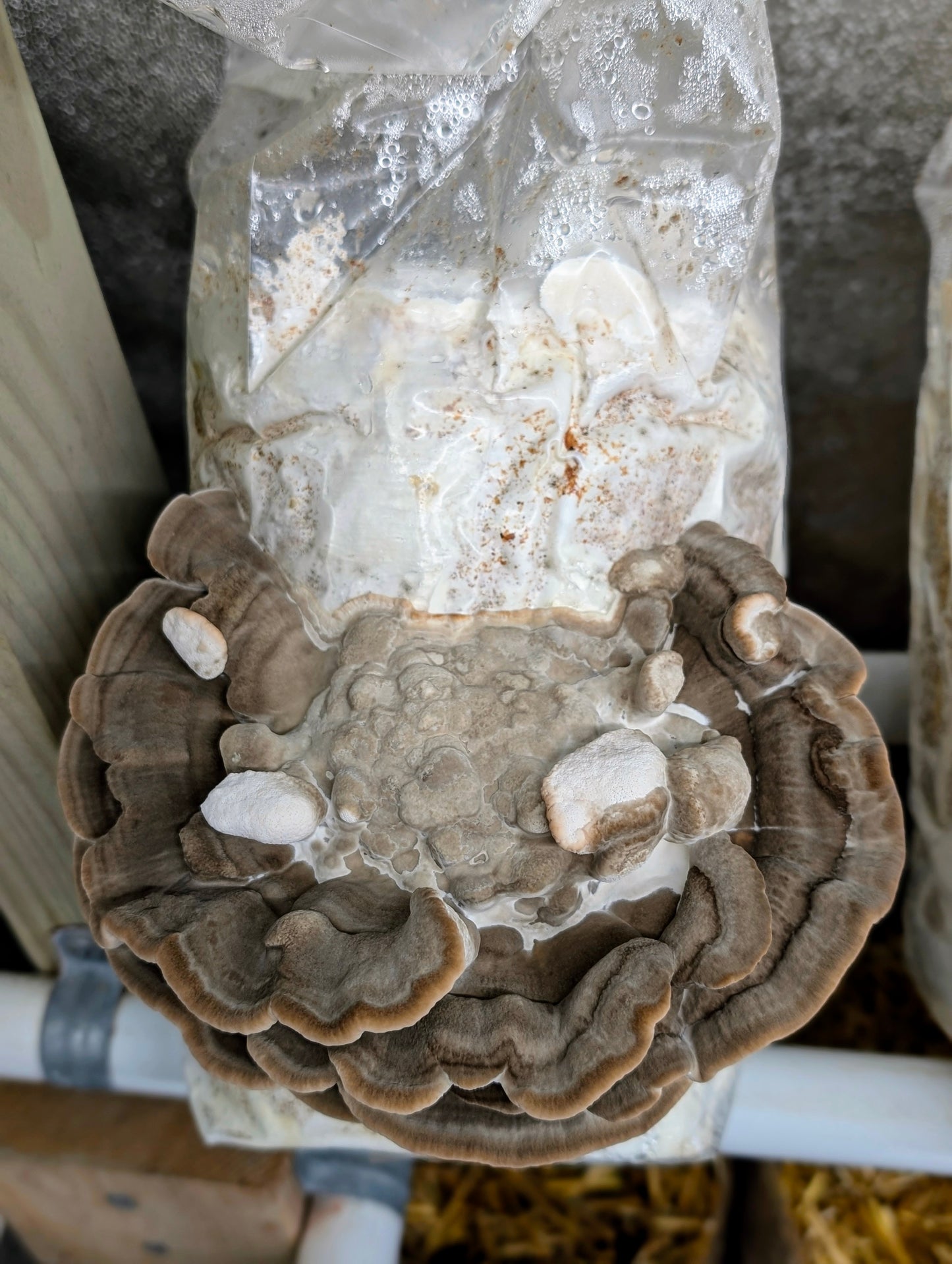 Latte Bracket Trametes lactinea