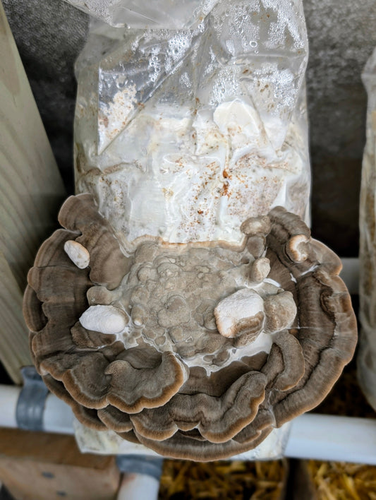 Latte Bracket Trametes lactinea