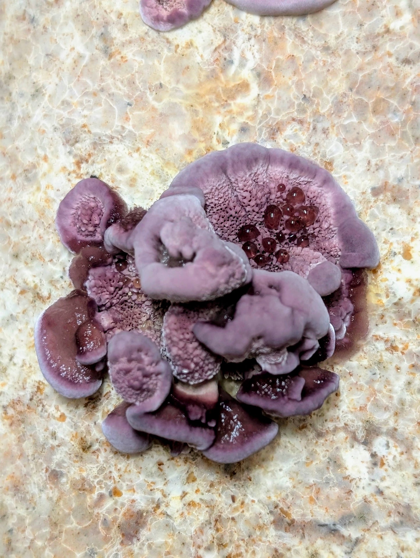 Violet-toothed Polypore Trichaptum biforme