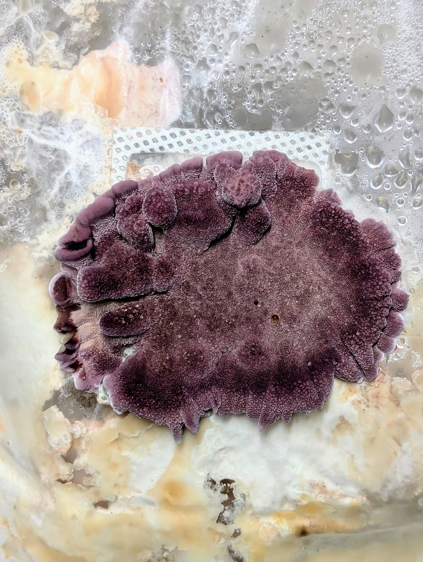 Violet-toothed Polypore Trichaptum biforme