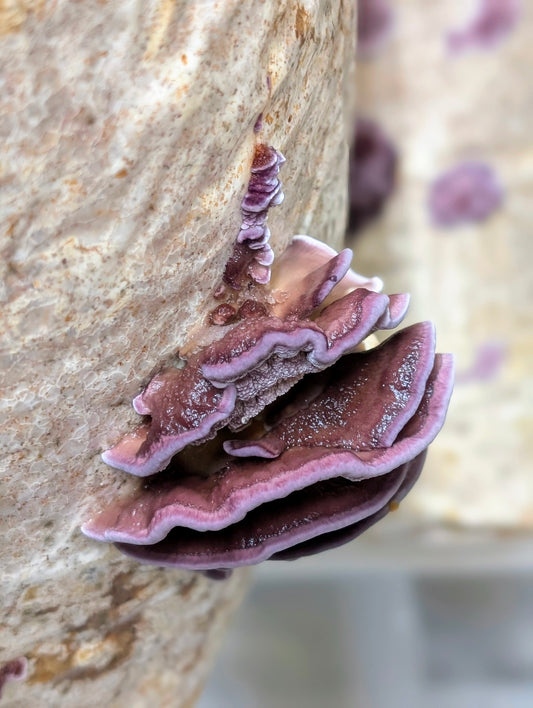 Violet-toothed Polypore Trichaptum biforme