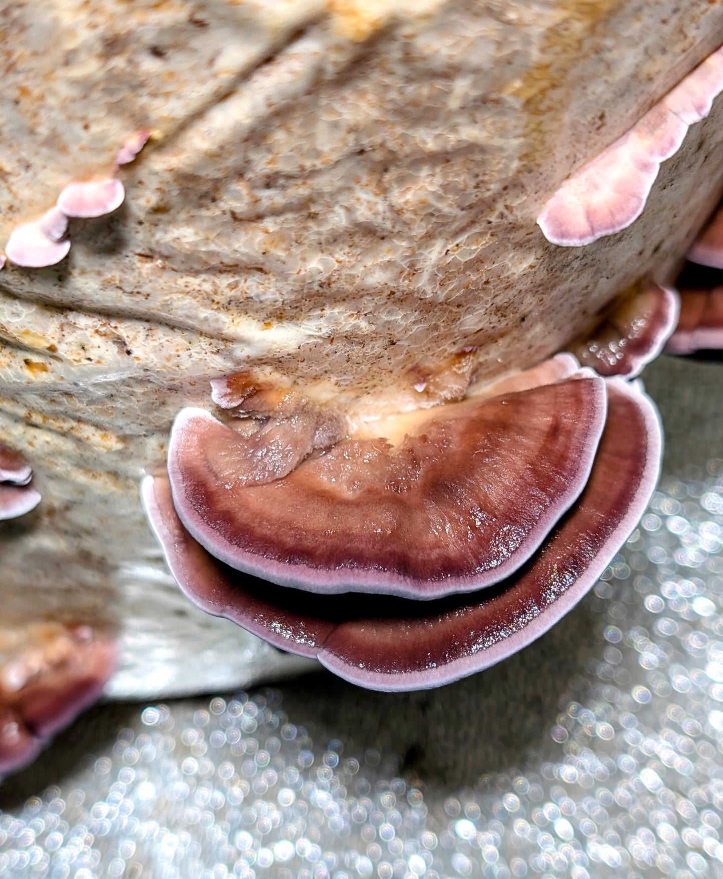 Violet-toothed Polypore Trichaptum biforme