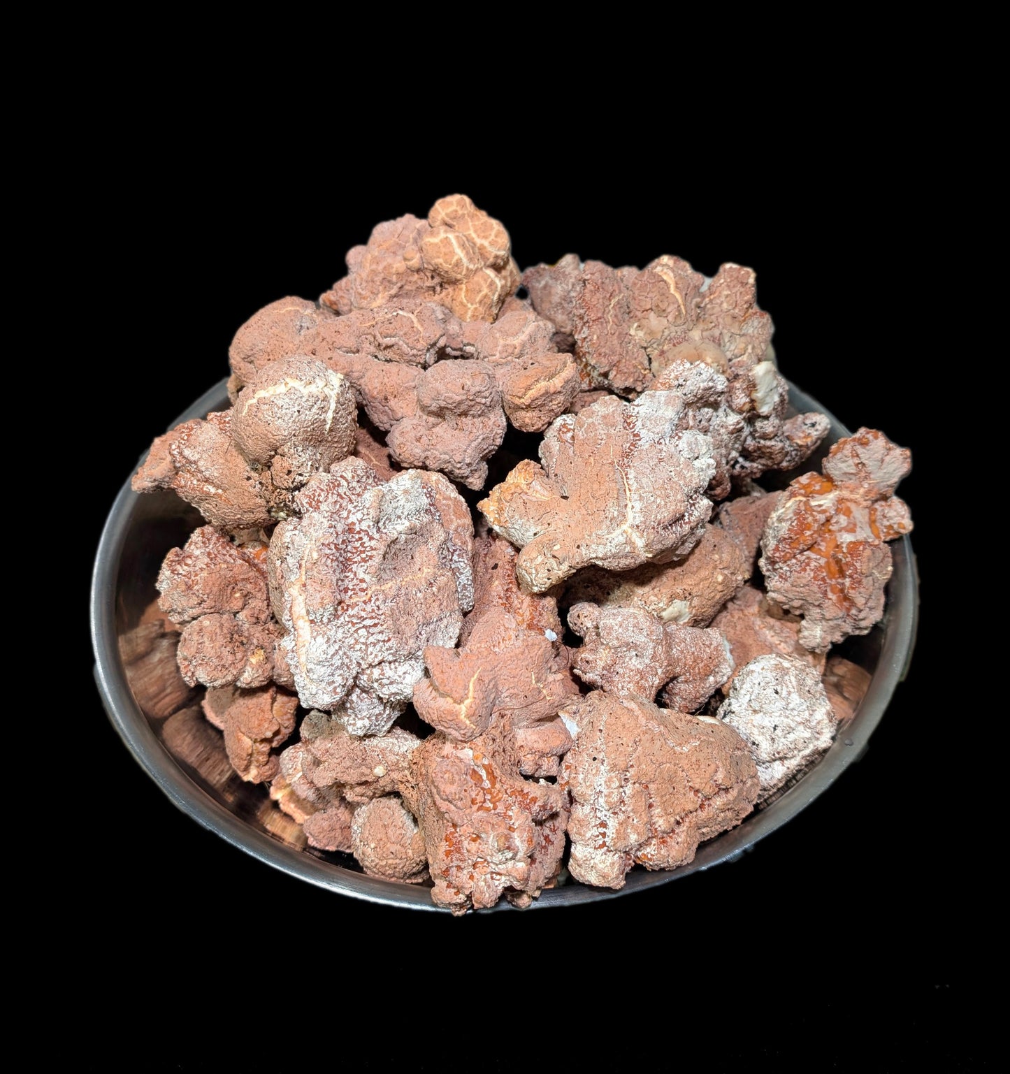 Tiger Milk Mushroom Powder Lignosus rhinocerus sclerotia —  𝐒𝐏𝐄𝐂𝐈𝐀𝐋 𝐈𝐍𝐓𝐑𝐎𝐃𝐔𝐂𝐓𝐎𝐑𝐘 𝐏𝐑𝐈𝐂𝐄 - 𝐋𝐈𝐌𝐈𝐓𝐄𝐃 𝐓𝐈𝐌𝐄 𝐎𝐅𝐅𝐄𝐑 !