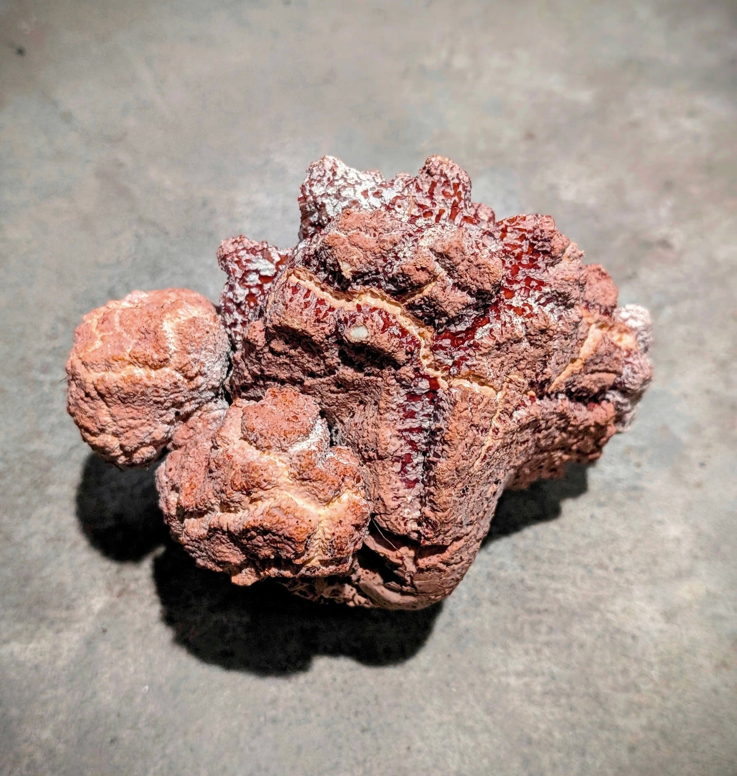 Tiger Milk Mushroom Extract