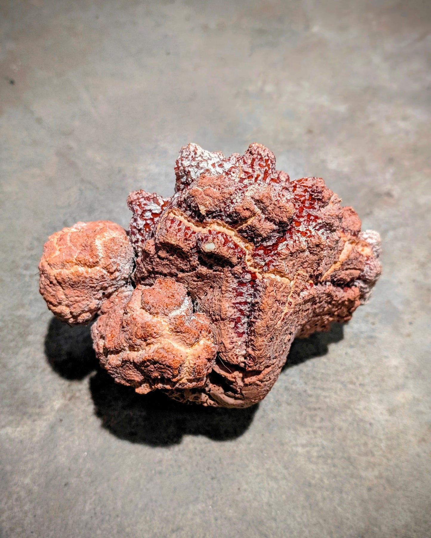 Tiger Milk Mushroom Powder Lignosus rhinocerus sclerotia