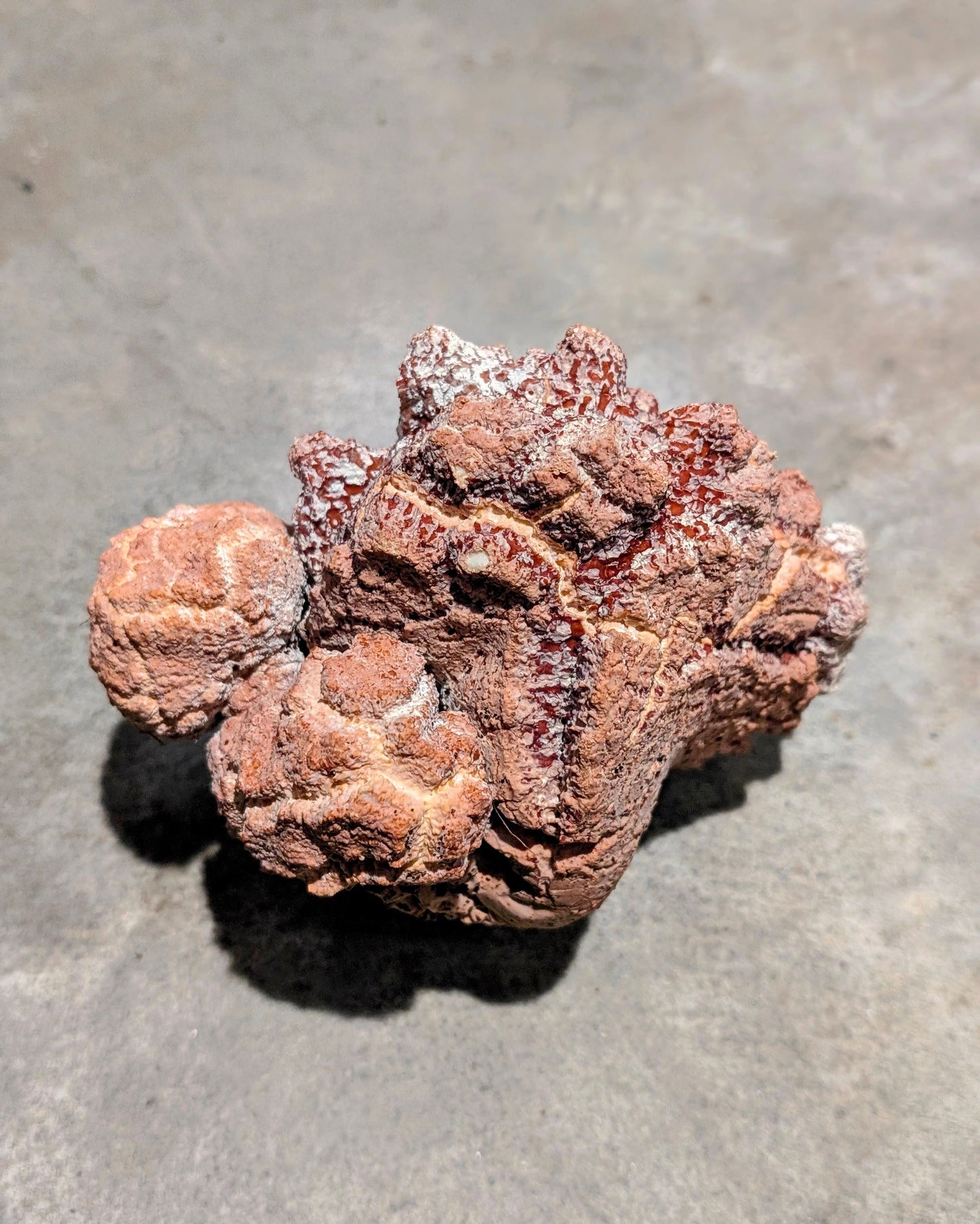 Tiger Milk Mushroom Powder Lignosus rhinocerus sclerotia —  𝐒𝐏𝐄𝐂𝐈𝐀𝐋 𝐈𝐍𝐓𝐑𝐎𝐃𝐔𝐂𝐓𝐎𝐑𝐘 𝐏𝐑𝐈𝐂𝐄 - 𝐋𝐈𝐌𝐈𝐓𝐄𝐃 𝐓𝐈𝐌𝐄 𝐎𝐅𝐅𝐄𝐑 !