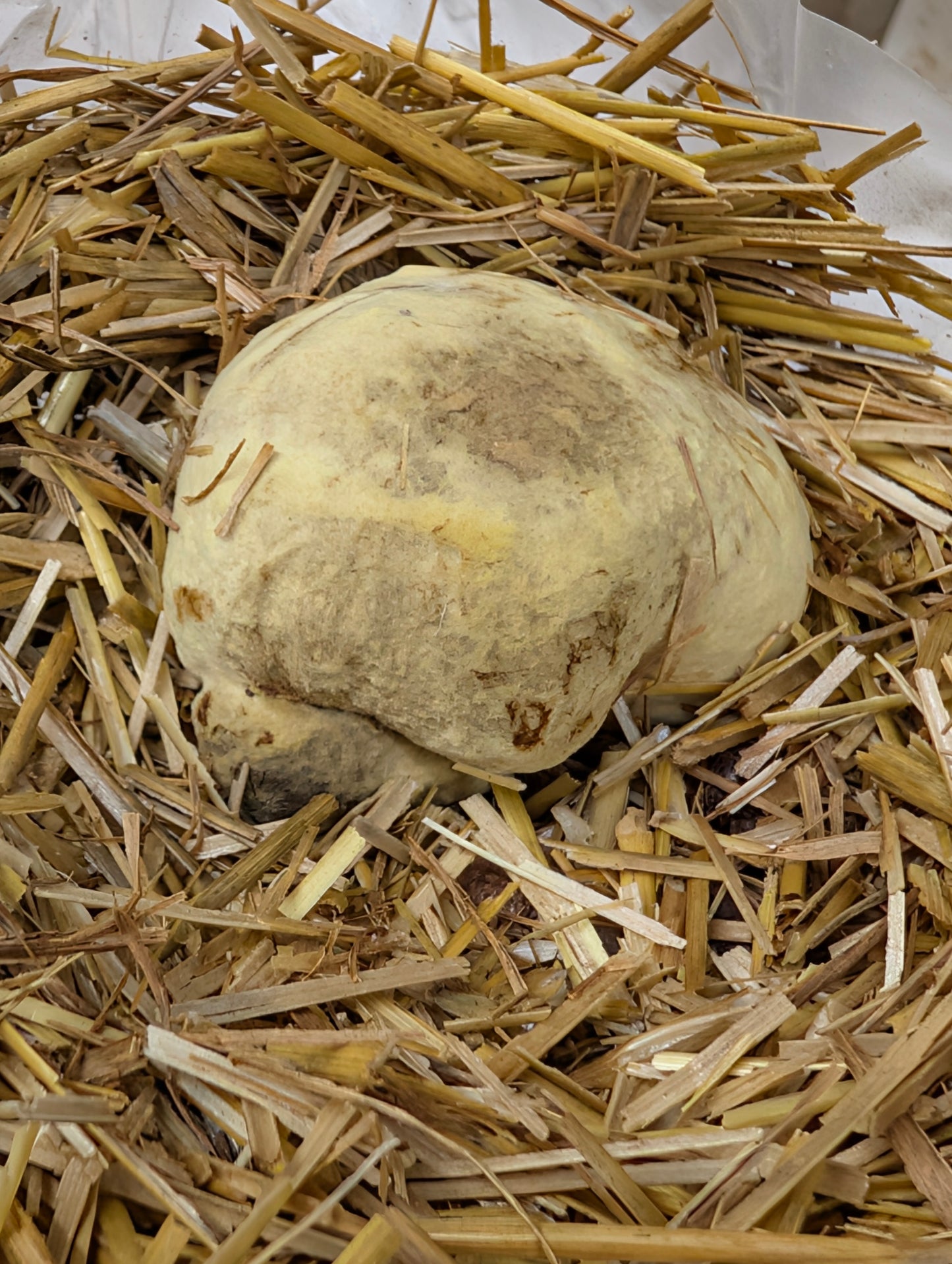 Phlebopus portentosus Black Bolete Agar Plate