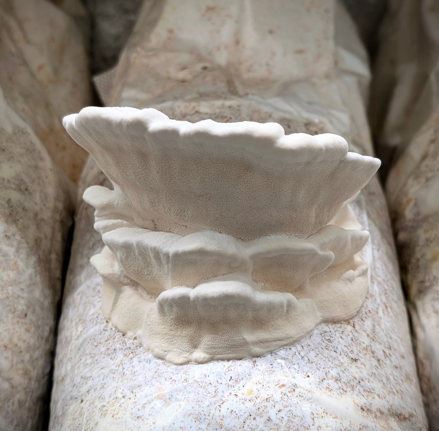 Huaier Mushroom Extract