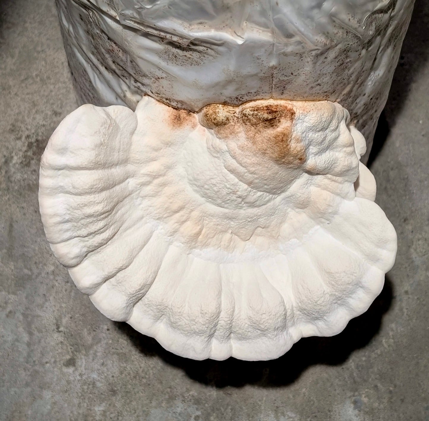 Huaier Mushroom Extract